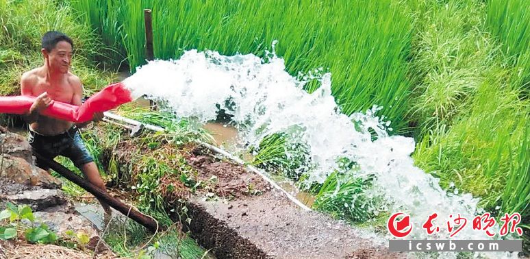 浏阳市澄潭江镇积极发动党员群众参与抗旱保收。长沙晚报记者 李广军 通讯员 李紫薇 摄影报道