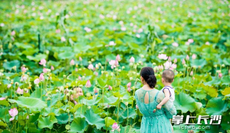 一位游客带着孩子正在赏花。图片均为长沙晚报全媒体记者 邹麟 摄