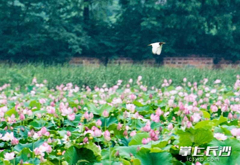 成片的荷花中白鹭在翩翩起舞。