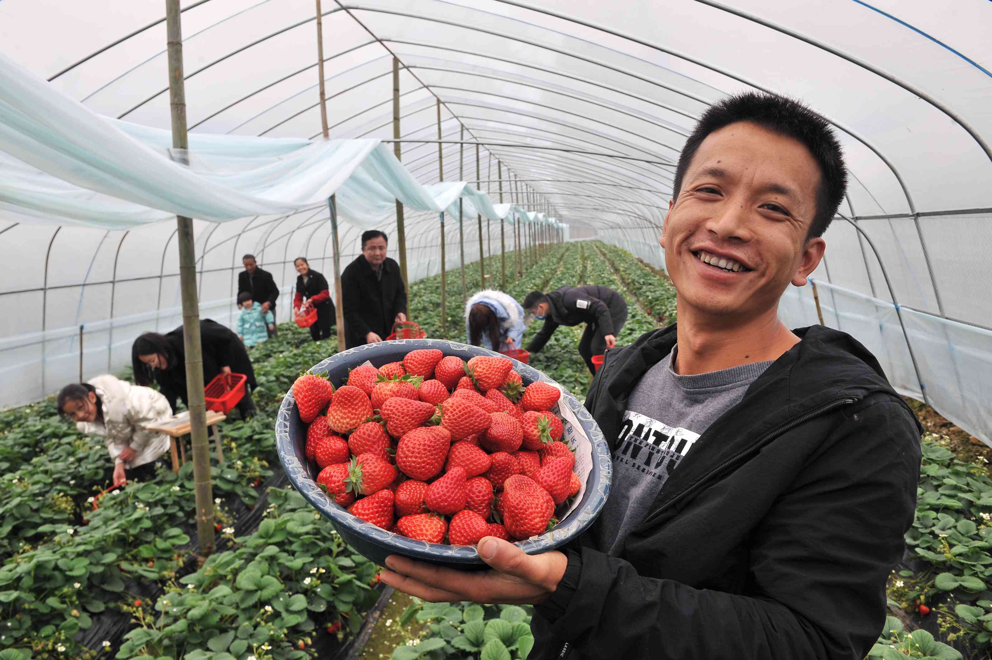 江西九江“90后”青年吴有志，带着妻子家人来长沙创业，种植草莓收获了香甜果实与家庭幸福。图片均为长沙晚报全媒体记者 贺文兵 摄