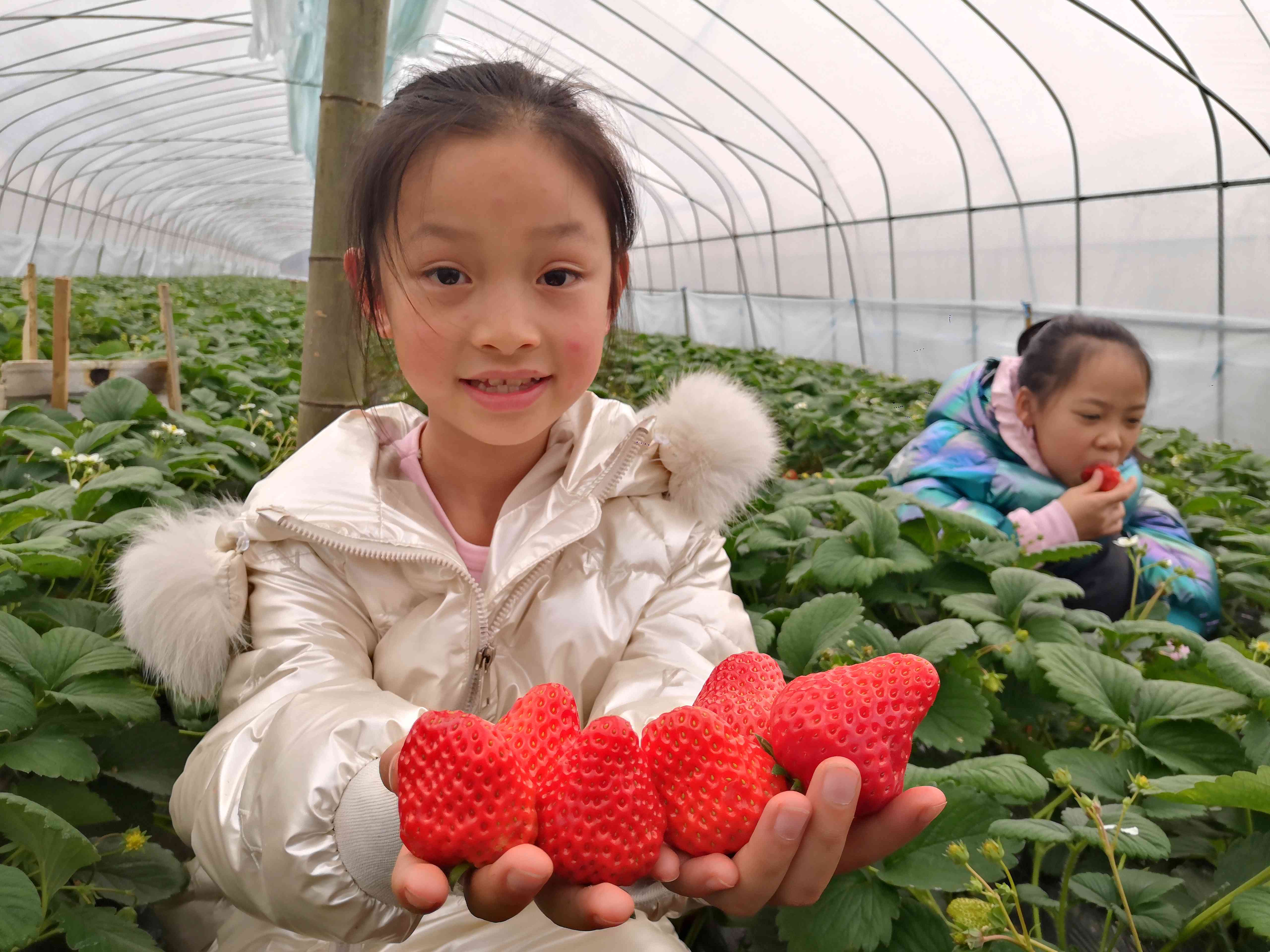 亲手采摘到又大又甜的草莓，小朋友们特别开心！