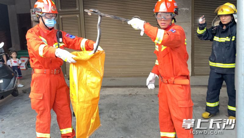 消防救援人员从面包车内将眼镜蛇捕获。长沙晚报通讯员 胡宇波 供图