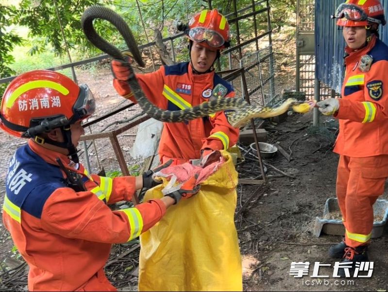 “自投罗网”的菜花蛇体型较大，被装进编织袋，后被放生。长沙晚报通讯员 寻艳 供图
