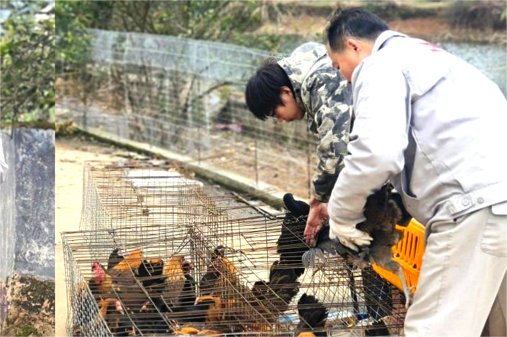 对于一些行动不便的困难村民，宁乡温氏公司工作人员热心地抬着装鸡苗的笼子，一路送到村民家中。长沙晚报全媒体记者 张禹 通讯员 戴子萱 摄影报道