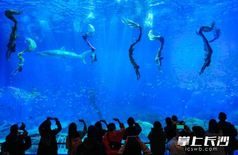 美人鱼翩翩起舞。 均为公园供图 美人鱼翩翩起舞。 均为公园供图