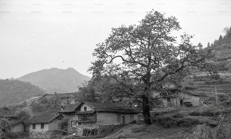 △1999年的月山乡板路村