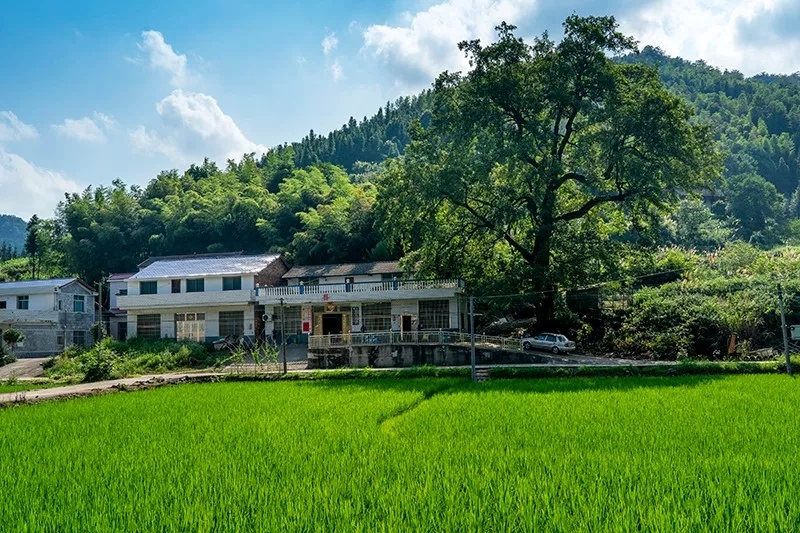 △2019年的黄材镇板路村