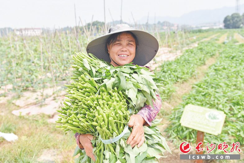 老粮仓镇老种子（老品种）培育种植基地内，抱着刚采摘的空心菜，村民开心不已。