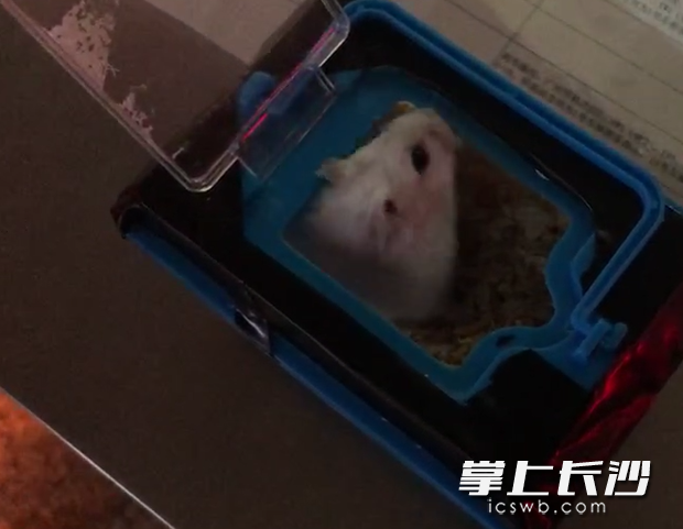 乘客将仓鼠藏在行李箱内，在过安检时被查出。警方供图