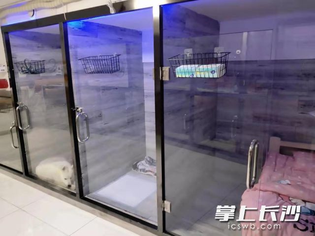 宠物店提供大小不一的寄养“房间”，价格也各有不同。 受访者供图