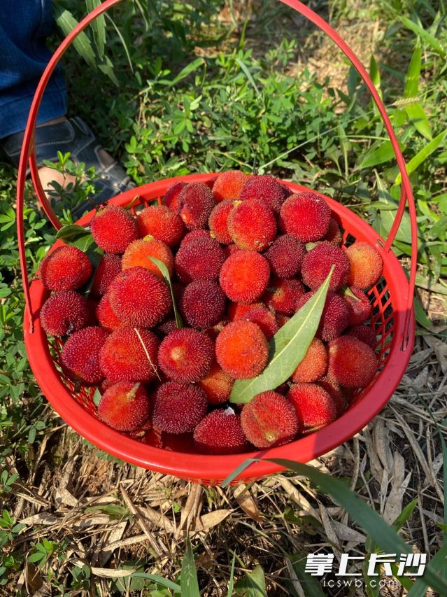 自掏腰包买杨梅。