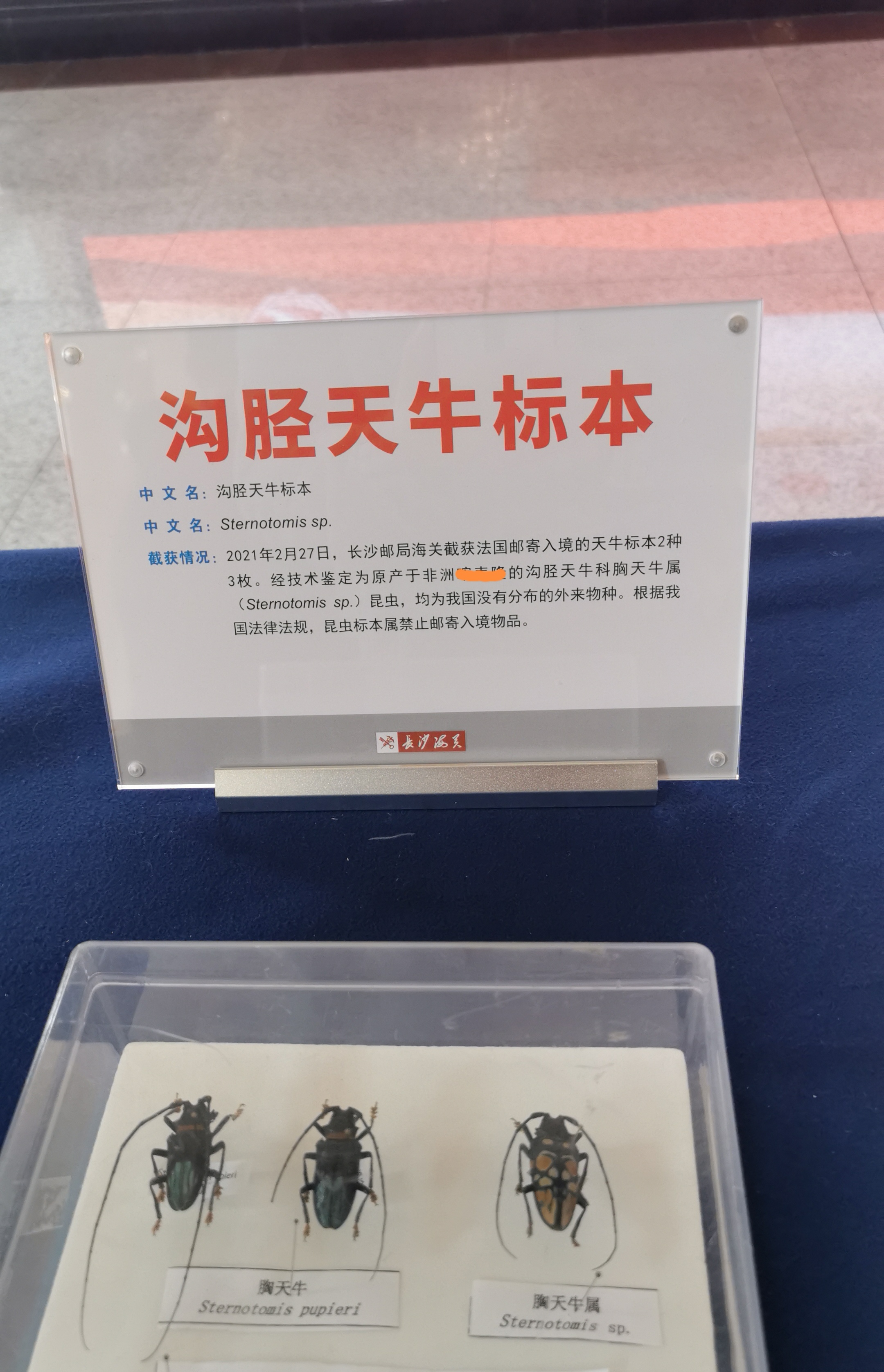 长沙邮局海关截获的天牛标本。