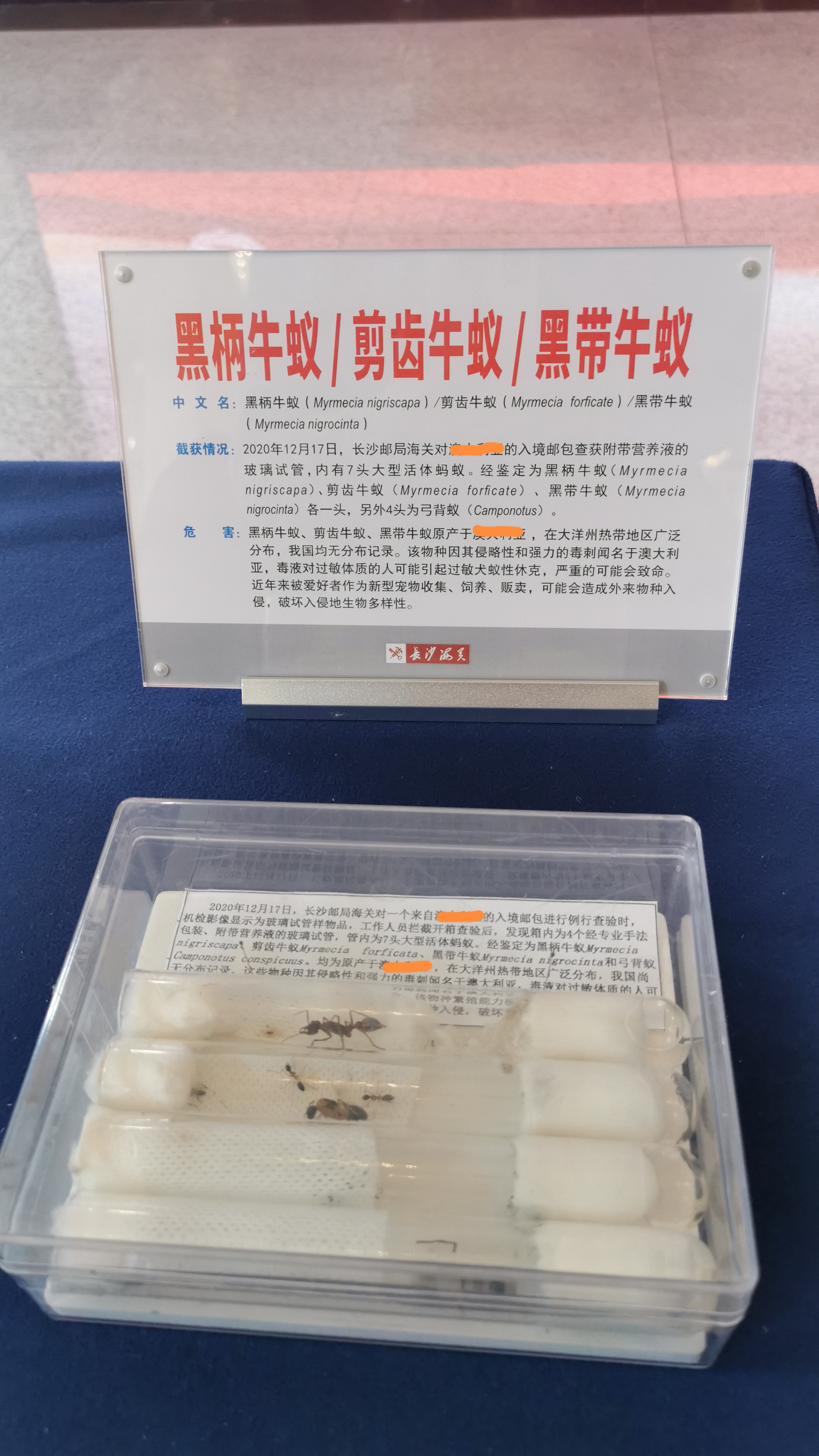 截获的澳洲大型活体蚂蚁。