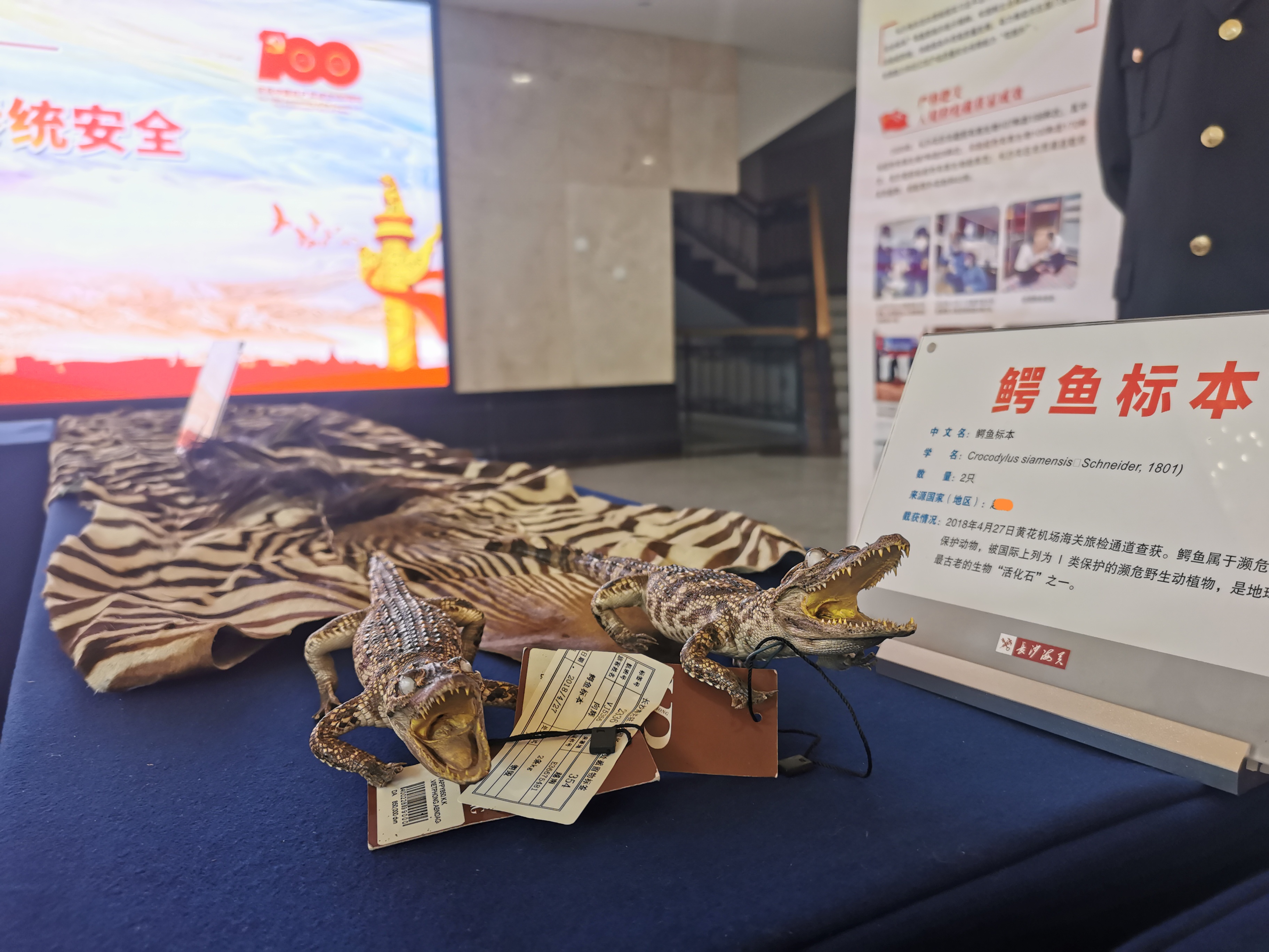 截获的动物标本。均为长沙晚报全媒体记者 刘捷萍 摄