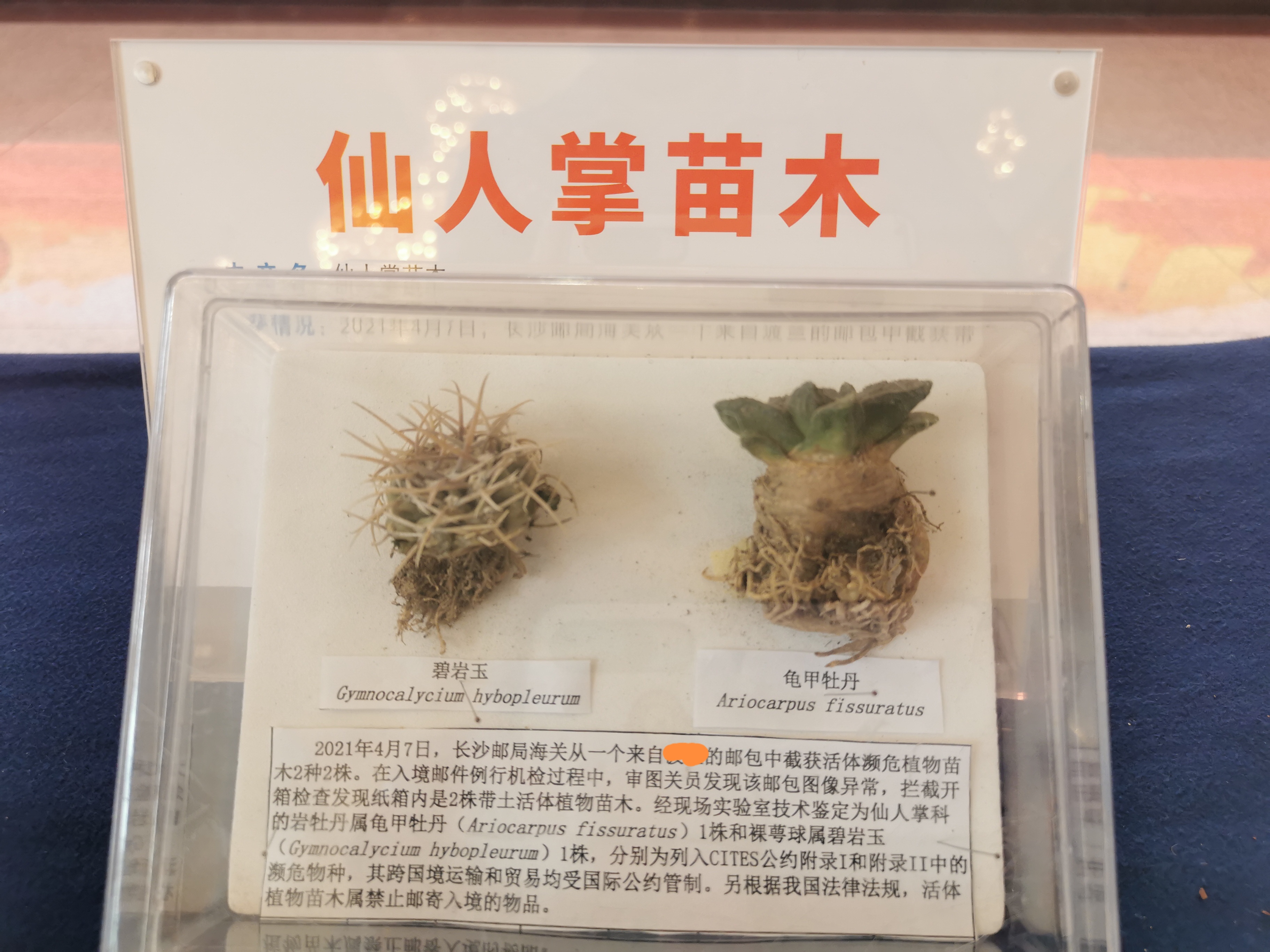 截获的珍稀物种。
