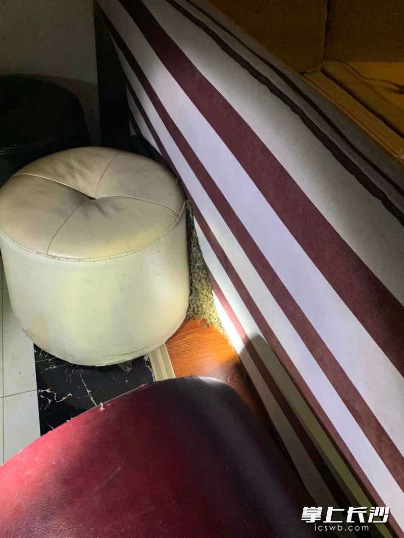 蜜蜂在沙发下筑巢，给市民生活造成困扰。长沙晚报通讯员 刘书径 供图