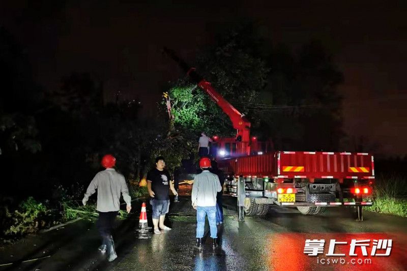 长沙高新区雷锋街道多部门及时处置大树倒塌事件。长沙晚报通讯员 曾红雨 供图