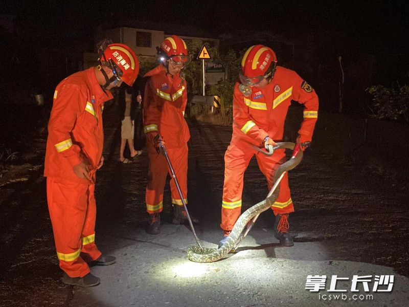 三名消防员合力将蟒蛇捕获。均为长沙晚报通讯员 刘荃菁 供图