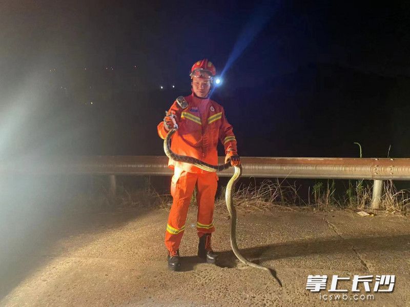 被捕获的蟒蛇有2米多长。