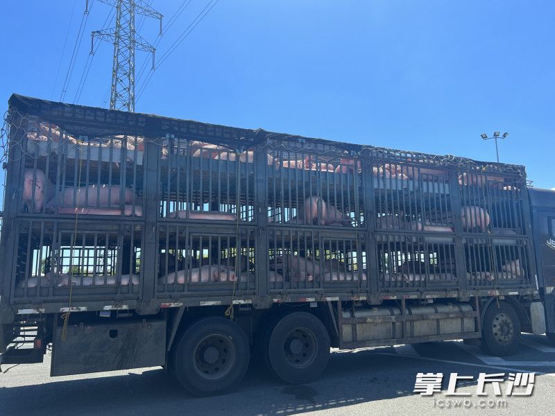 车上生猪出现中暑症状，趴在车厢内没有精神。  均为长沙晚报通讯员胡宇波供图