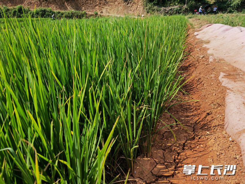 连日晴热少雨,地里的水稻出现缺水现象。均为长沙晚报通讯员 胡宇波 供图 连日晴热少雨,地里的水稻出现缺水现象。均为长沙晚报通讯员 胡宇波 供图