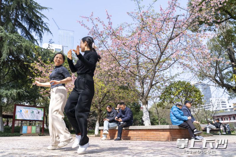 晓园公园内，市民在樱花树下健身舞动，在盛开的樱花映衬下显得格外美丽，成为了街头一道亮丽的风景线。