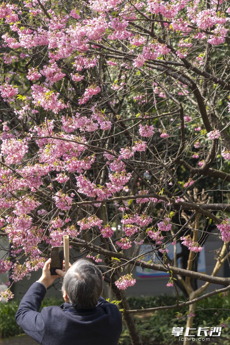 晓园公园春花竞放，市民拍花赏花乐在其中。