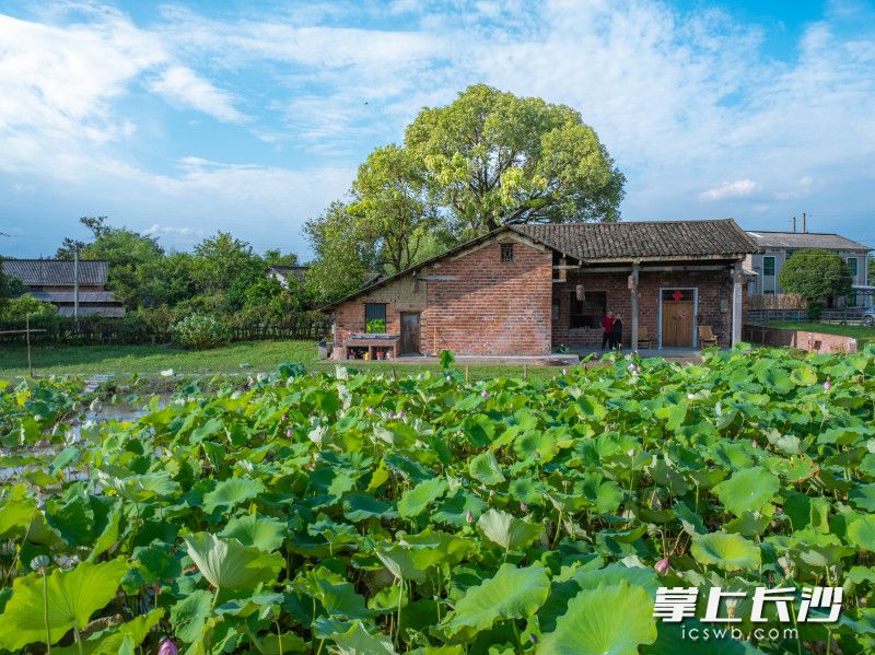 为打造独一无二的特色荷花宴，黄政亮在餐厅附近租下几十亩地，亲手种下满池荷花。