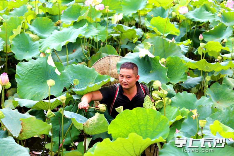 谢兵在荷田里采摘莲蓬。  均为长沙晚报全媒体记者贺文兵摄