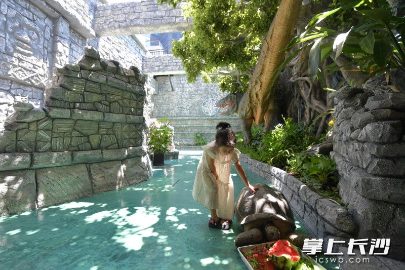 玛雅之城入口处，一只巨大的亚达伯拉象龟在悠闲地啃食西瓜，小游客在与其亲密互动。均为长沙晚报全媒体记者 王志伟 实习生 周睿霖 摄影报道
