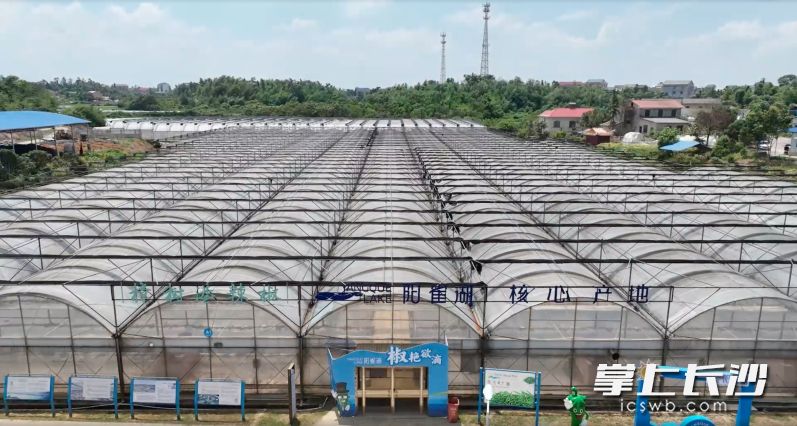 阳雀湖公司的樟树港辣椒种植大棚。通讯员 周翼 摄 阳雀湖公司的樟树港辣椒种植大棚。通讯员 周翼 摄