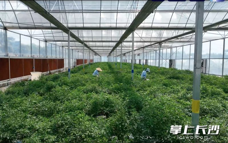 工人正在采收樟树港辣椒。通讯员 周翼 摄 工人正在采收樟树港辣椒。通讯员 周翼 摄