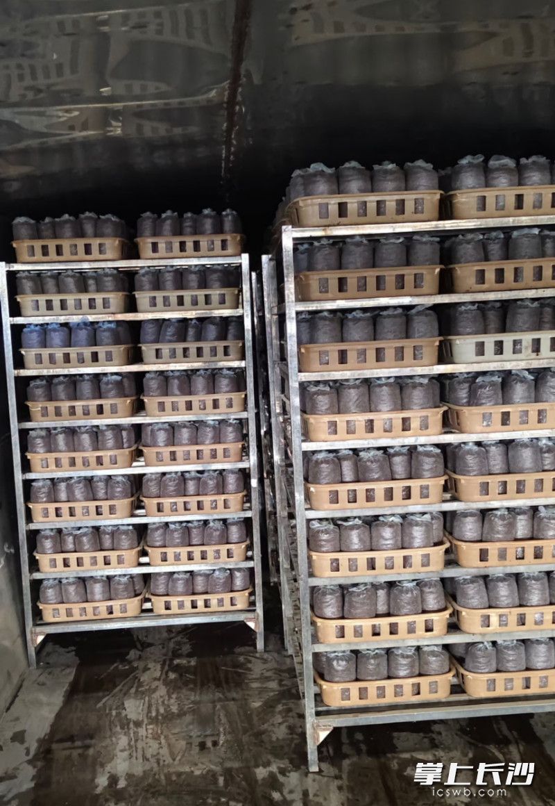 茶树菇菌包。长沙晚报通讯员 宋佳伟 供图