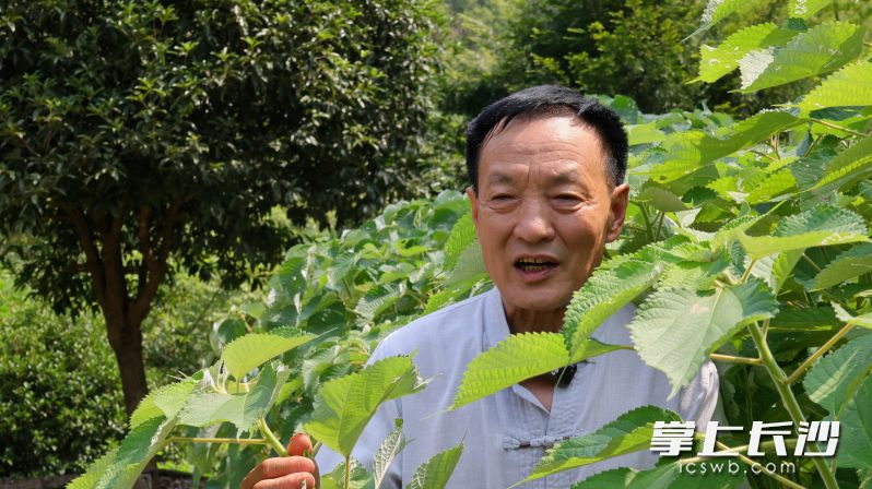 浏阳夏布省级代表性传承人梁长进在他的苎麻地里向来访市民介绍。