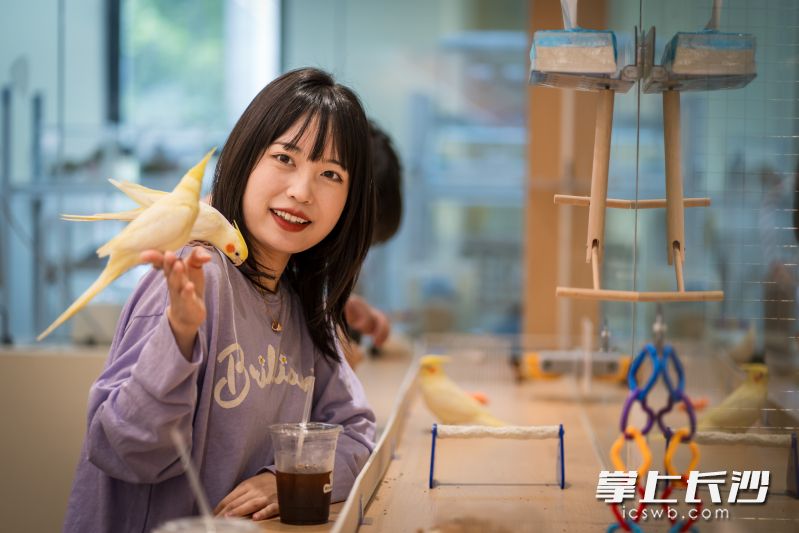 海归女孩仇苏阳打造了湖南首家专业鸟咖。 均为长沙晚报全媒体记者 陈飞 摄
