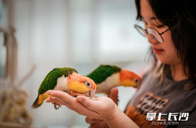 在这里，顾客可以一边享用饮品，一边与这些聪明的小生灵亲密互动。