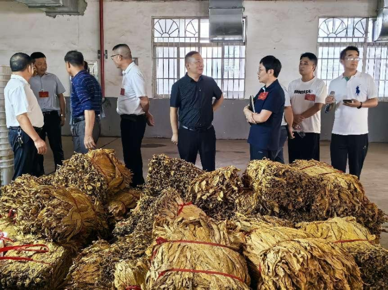 永安镇人大代表走进烟草站全程跟踪烟叶收购过程，守护烟农利益。