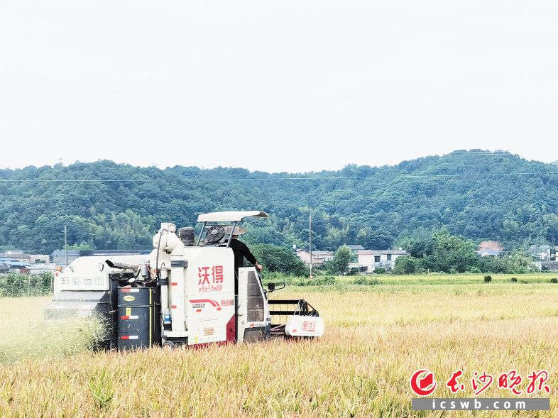 机械化的广泛应用让农户种田变得更轻便。 受访方供图