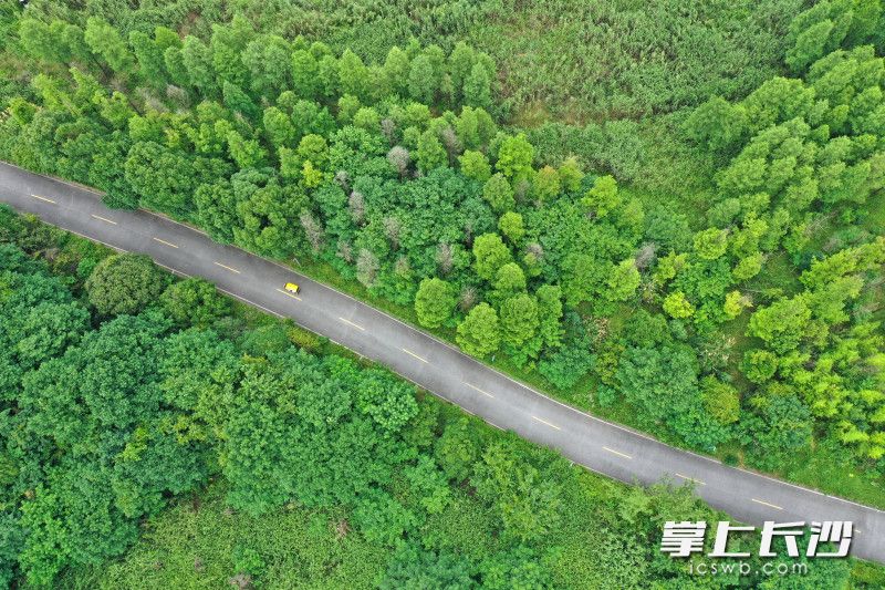 巴溪洲上草木丰茂，绿意盎然。