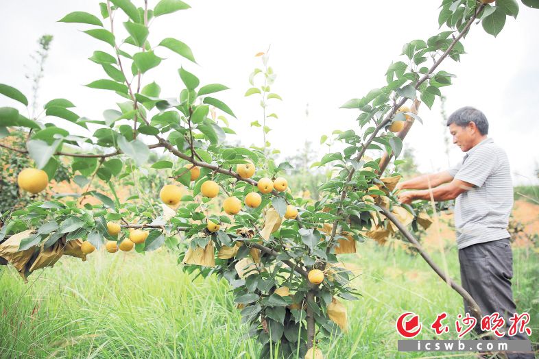 果农金盛惜正在采摘梨子。 均为长沙晚报通讯员 张庆 摄