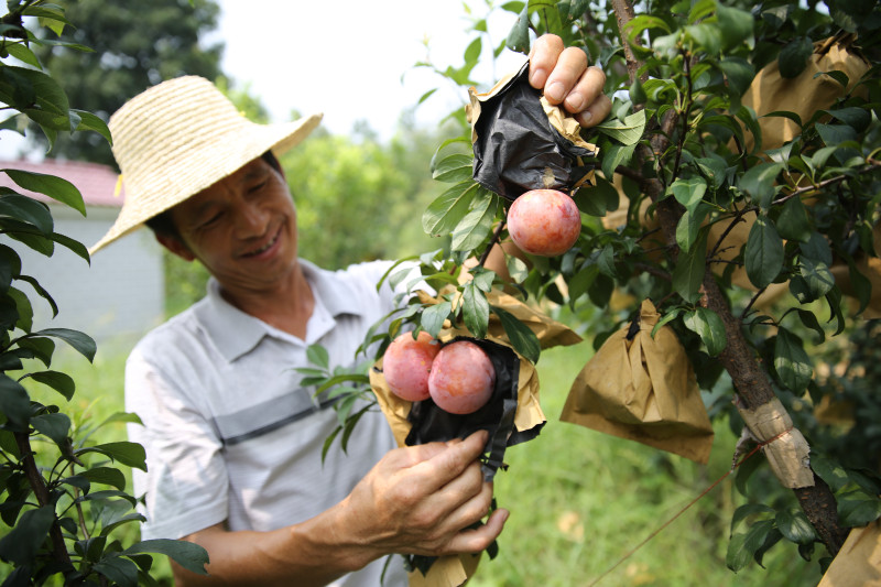 在开慧镇一处果园，果农正在采摘李子。