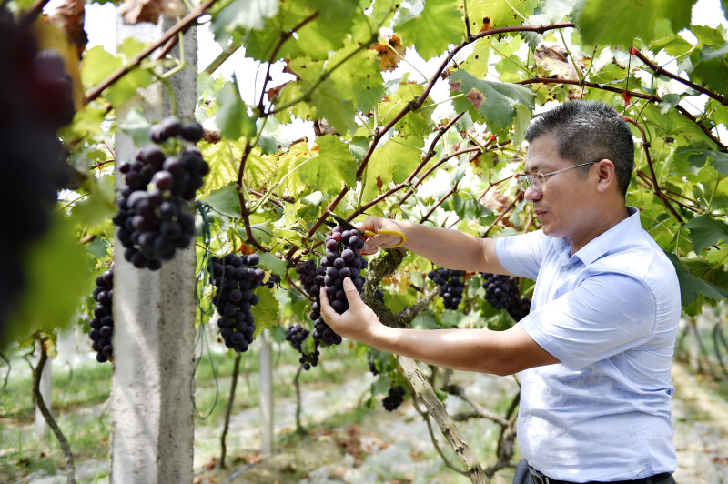 刘跃赛在采摘葡萄。