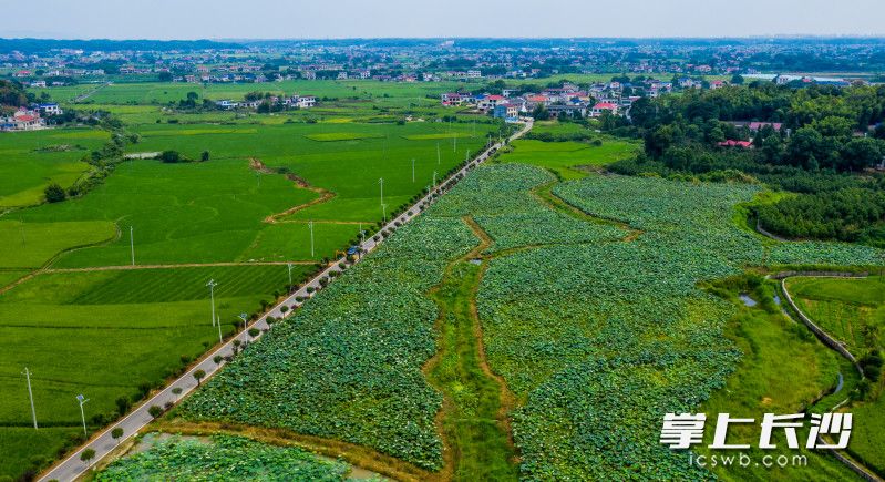 宁乡市坝塘镇金河村60多亩荷花开得正好,成为乡村一道亮丽的风景。图片均为长沙晚报全媒体记者 邹麟 摄 宁乡市坝塘镇金河村60多亩荷花开得正好,成为乡村一道亮丽的风景。图片均为长沙晚报全媒体记者 邹麟 摄