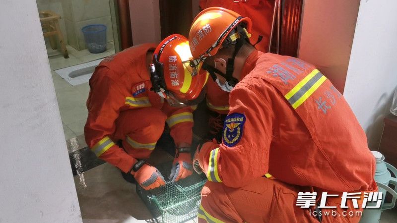 消防救援人员现场将蛇抓住。均为长沙晚报通讯员 宾顺富 供图
