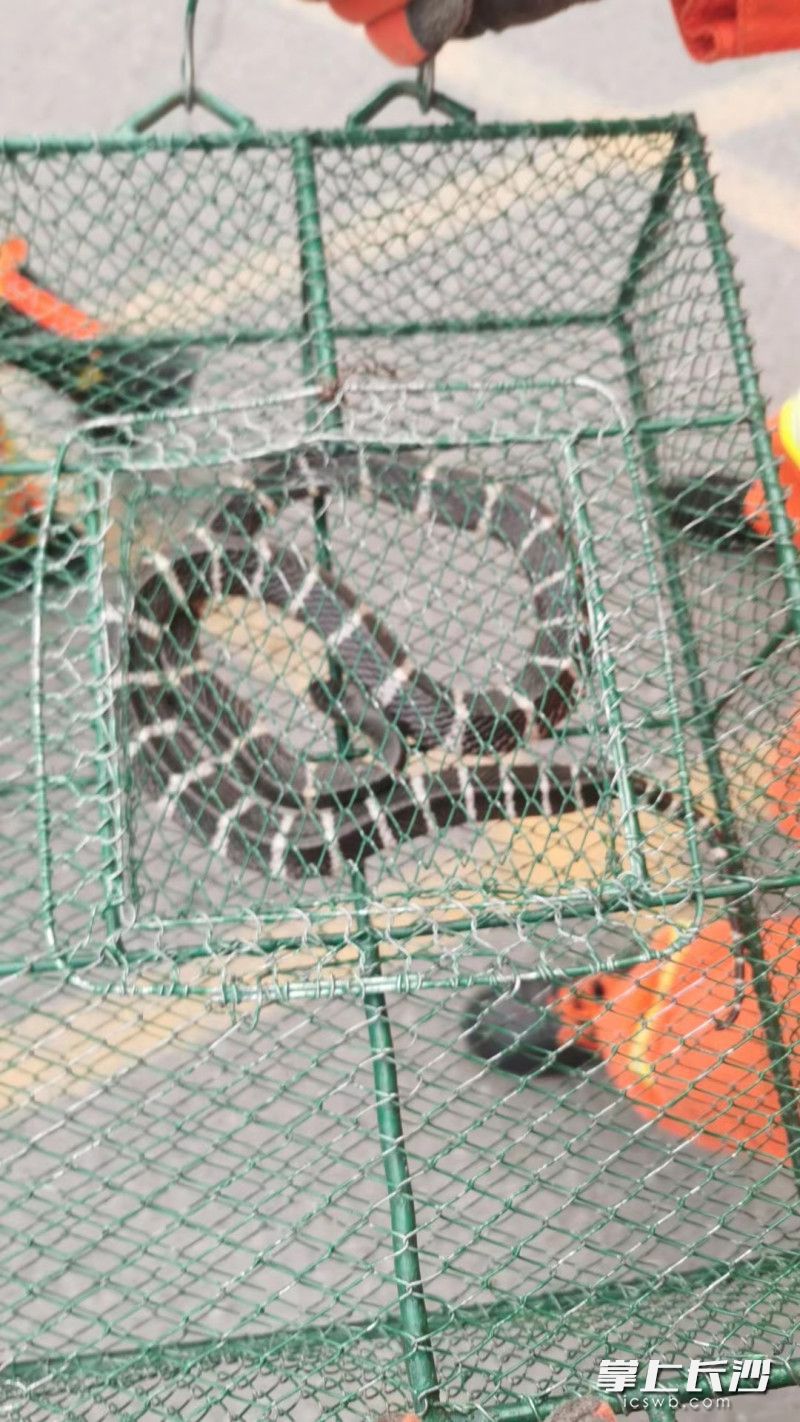 消防救援人员将银环蛇送至野外放生。