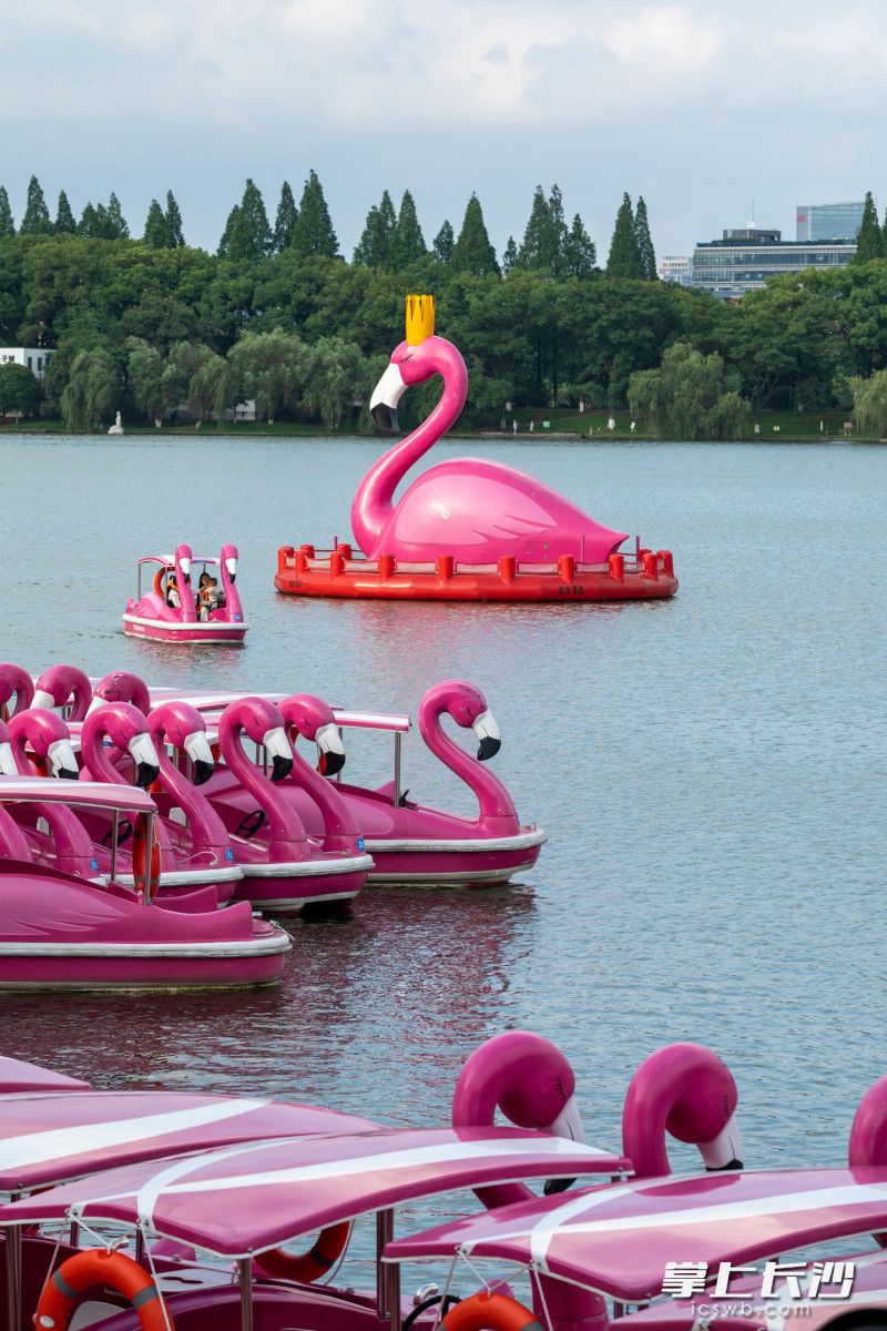 市民在烈士公园内乘坐火烈鸟船游玩。长沙晚报全媒体记者 董阳 摄