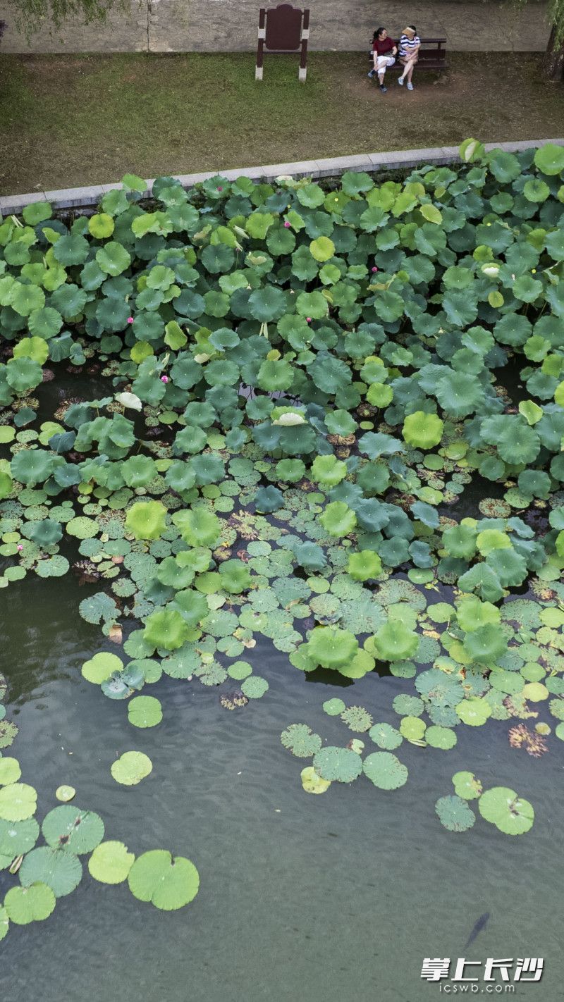 市民游客在烈士公园乘凉赏荷。长沙晚报全媒体记者 郭雨滴 摄