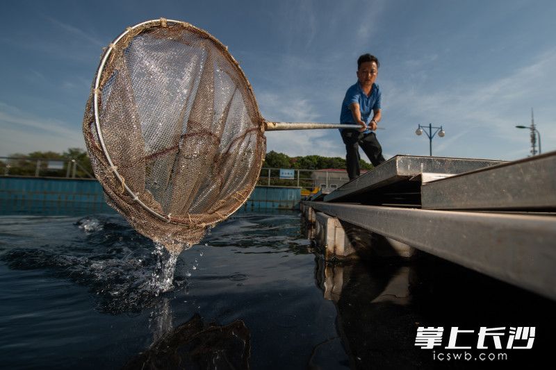 在猴子石水厂，工作人员用网去绰漂浮在水面的杂质。 均为长沙晚报全媒体记者 黄启晴 摄