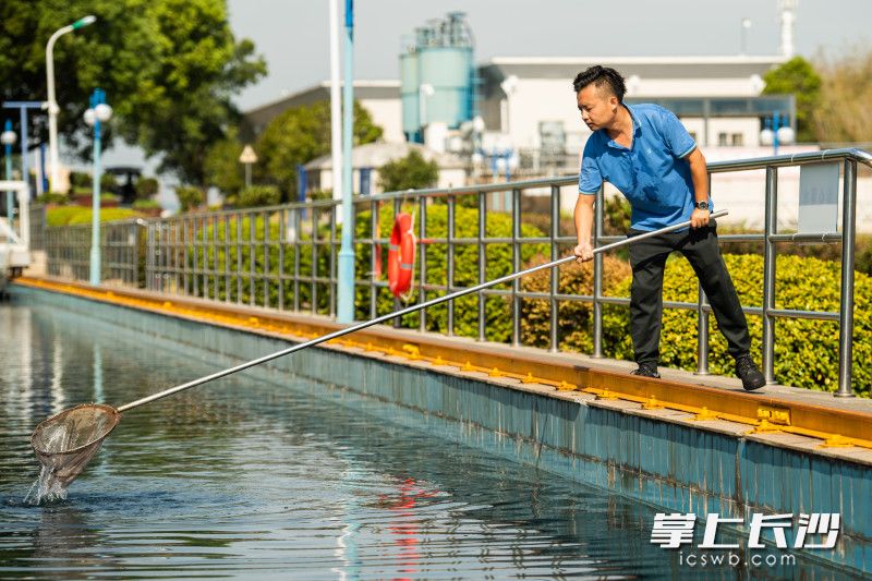 在猴子石水厂，工作人员用网去绰漂浮在水面的杂质。