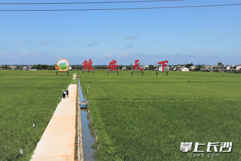 在宁乡双江口镇粮食生产万亩综合示范片核心区，田埂边树立的“粮安天下”四个大字格外引人注目。